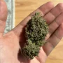 Семена конопли Frosted Zinn x Cookie Dog Auto от Barney's Farm